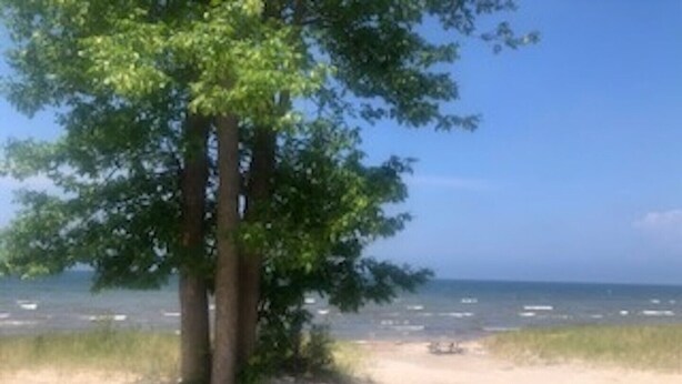A beach with a tree and a view of the ocean.