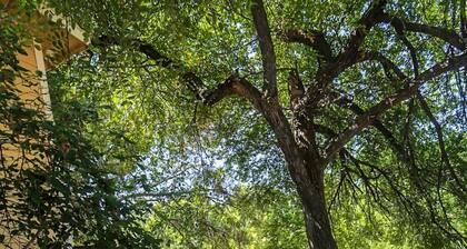 Ehdottomasti viehättävä Sandys Serenity, 2/1 Bungalow, kylpytynnyri, kävele Main!