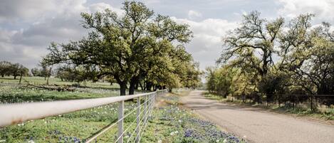 A rural road flanked by trees and a fence.