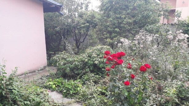 Un jardin avec des roses rouges et diverses plantes devant un bâtiment dont le mur est rose et qui possède une fenêtre.