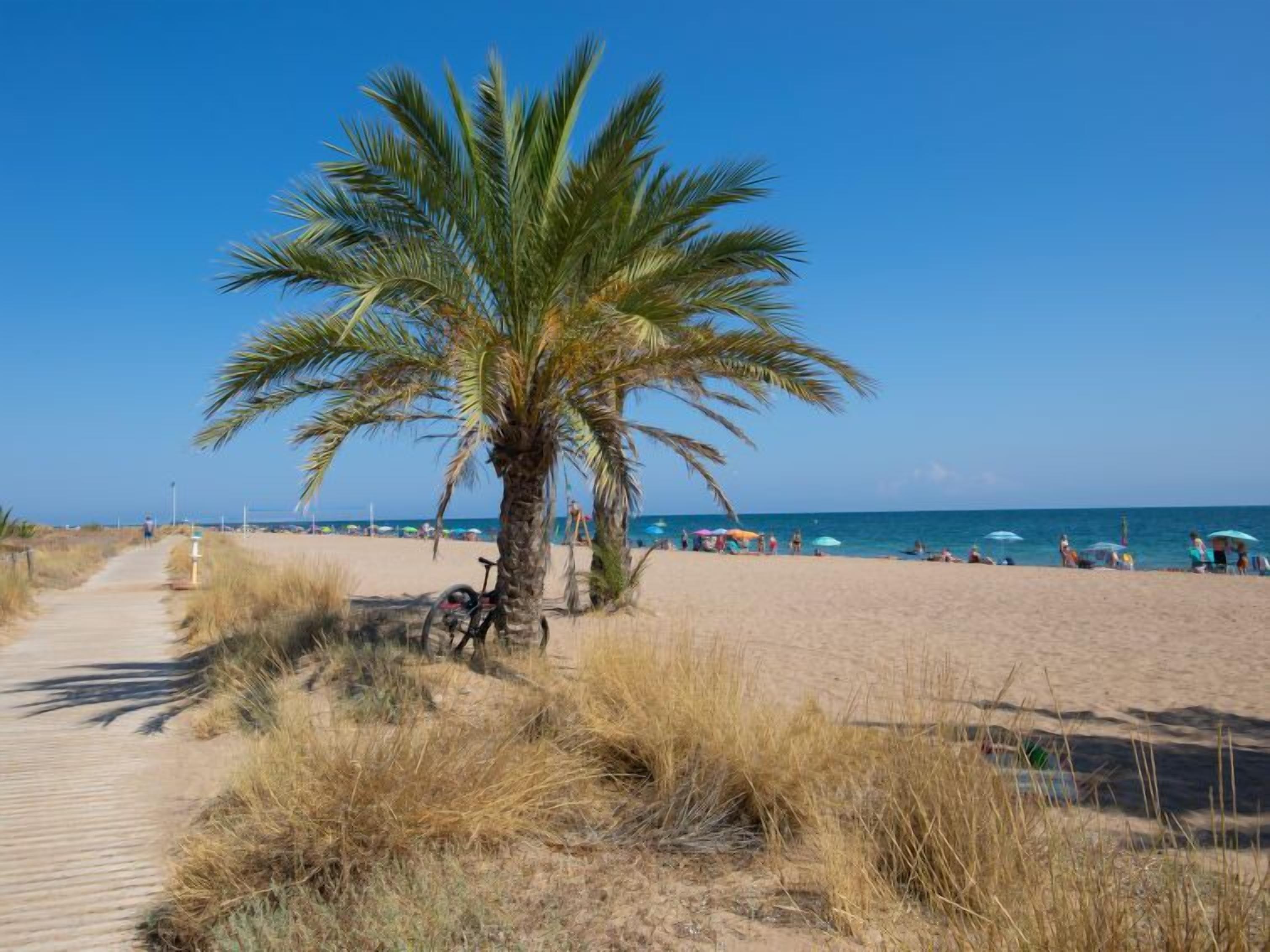 Un sentier bordant la plage, avec un palmier, une plage de sable et des parasols visibles au loin.