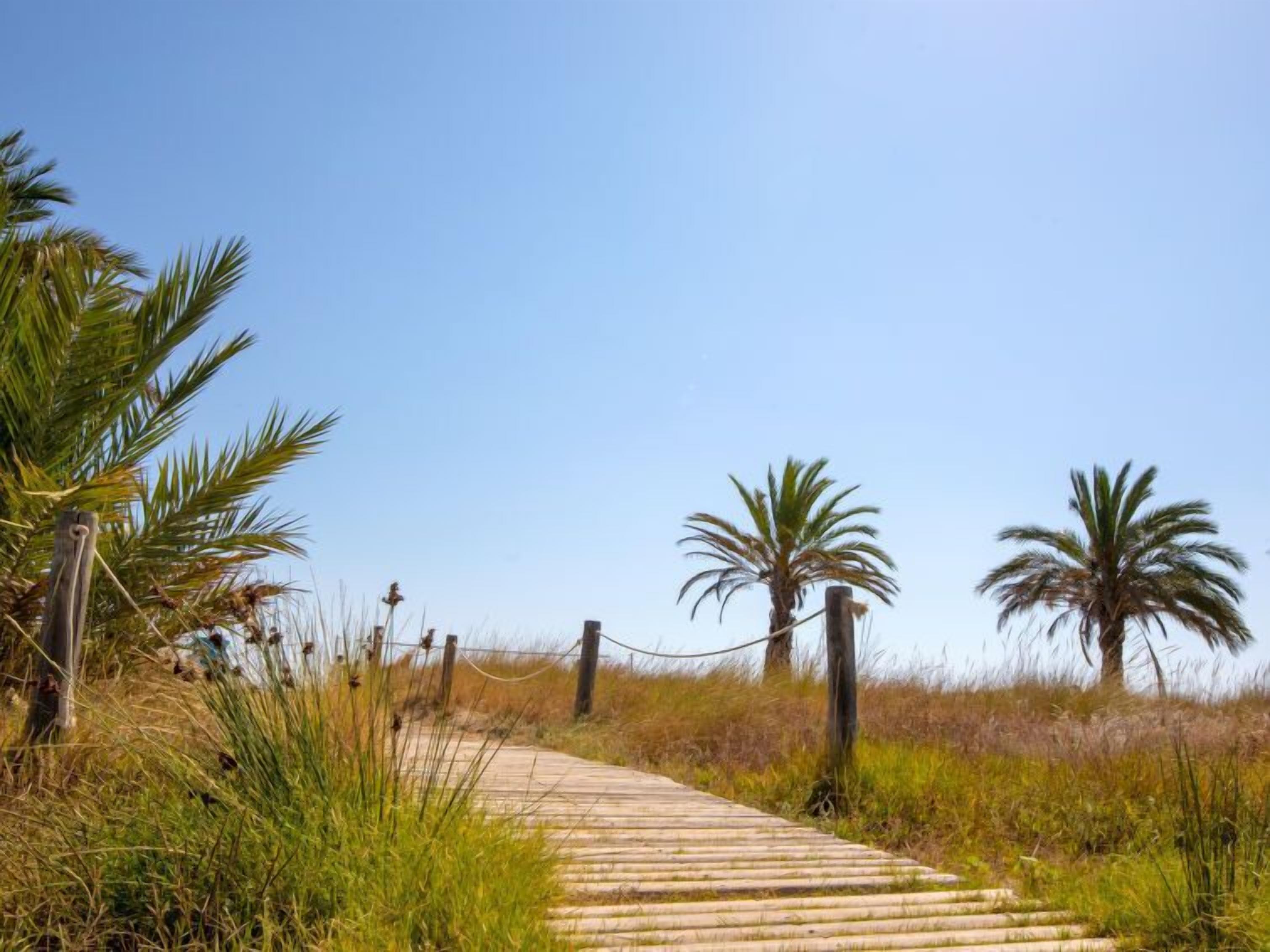 A wooden boardwalk leading through a natural area with palm trees and tall grasses.