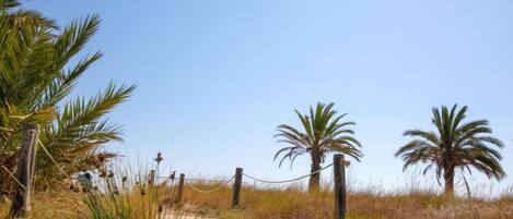 A wooden boardwalk leading through a natural area with palm trees and tall grasses.