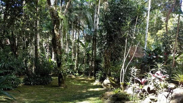 A forested area with a stone pathway, dense vegetation, and a variety of plants. - HOUSE IN PENEDO WITH WATERFALL (Penedo)