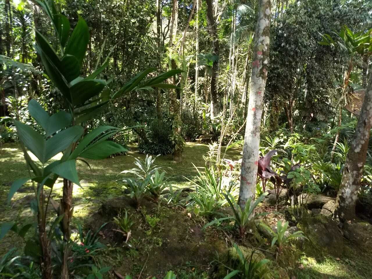 A dense tropical garden with various plants and trees, a small pond, and a wooden structure.