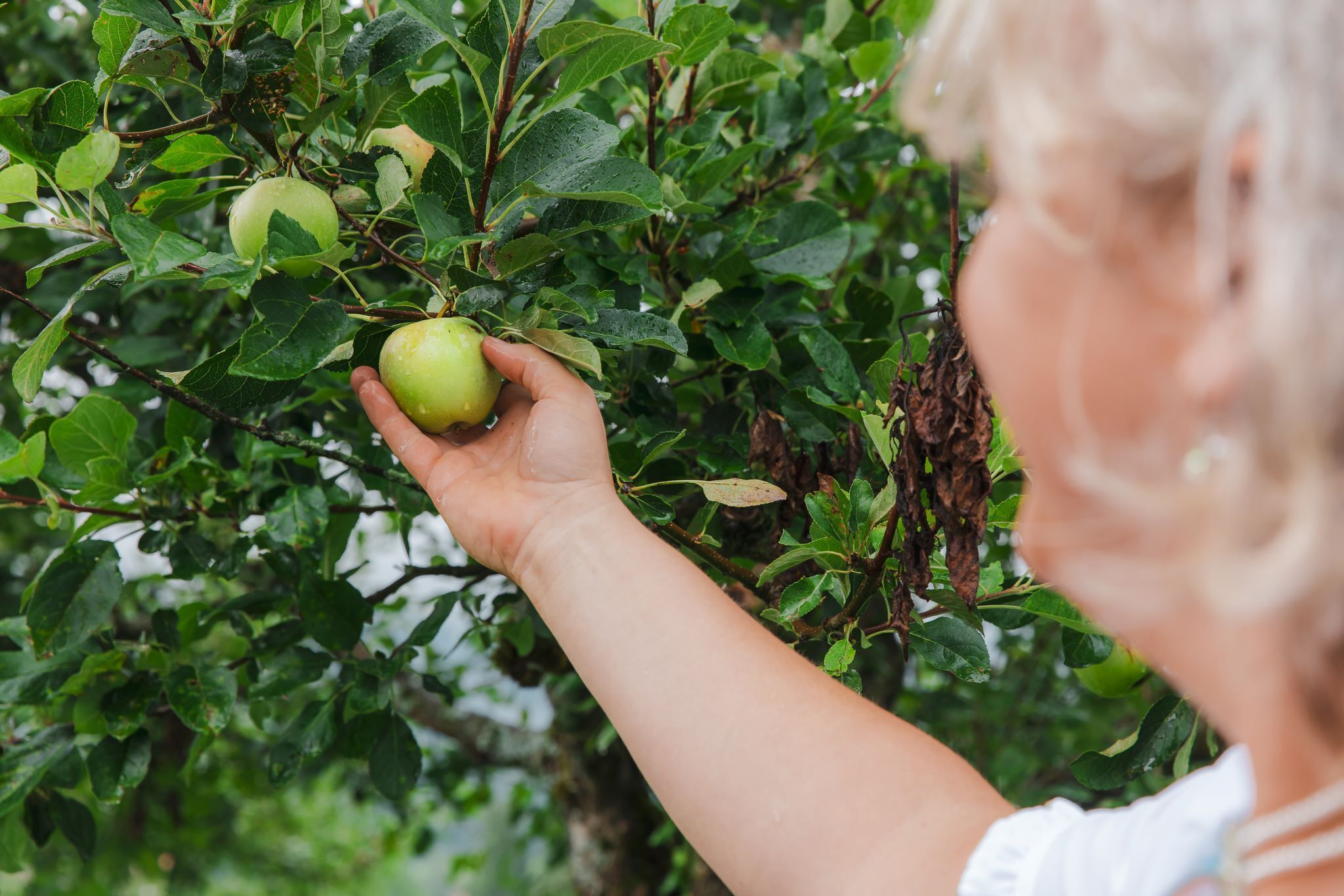Iemand houdt een groene appel vast, afkomstig van een boom met weelderig gebladerte.
