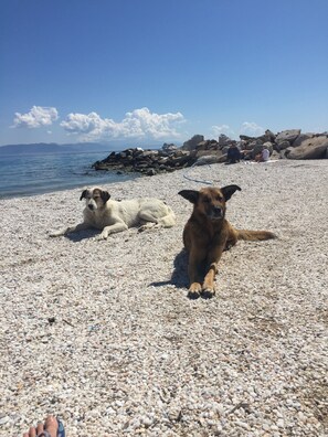Zwei Hunde an einem Kiesstrand mit felsiger Küste und blauem Himmel.