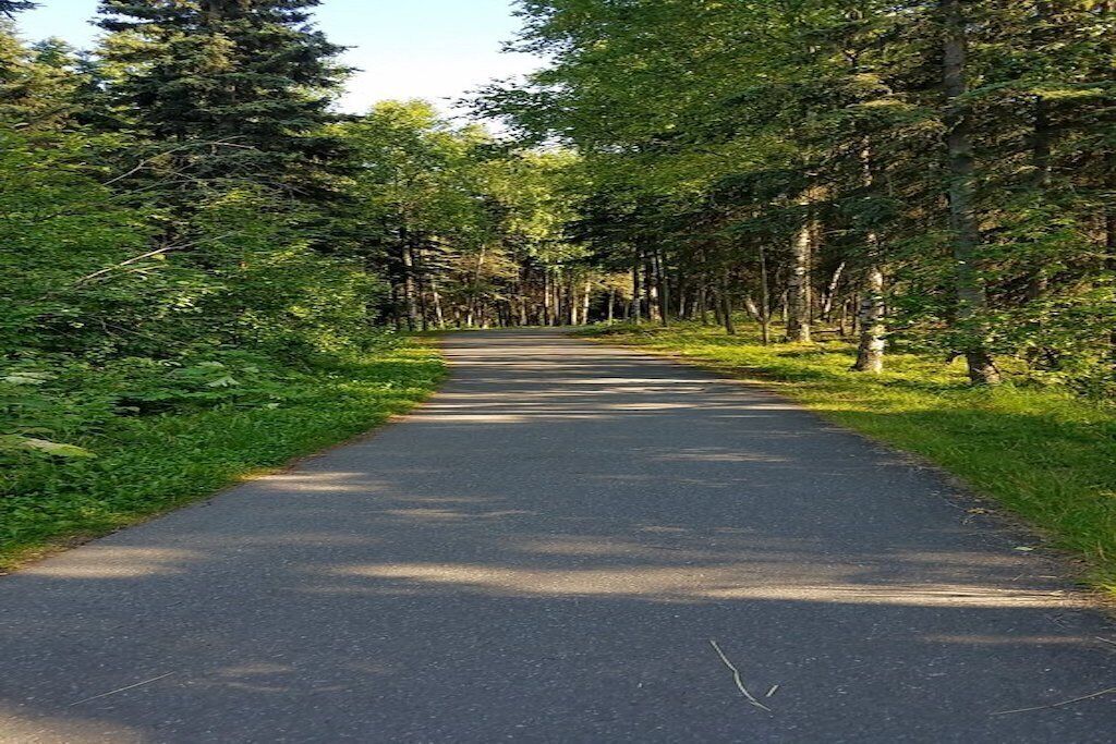 A paved path flanked by dense trees, leading into a forested area.