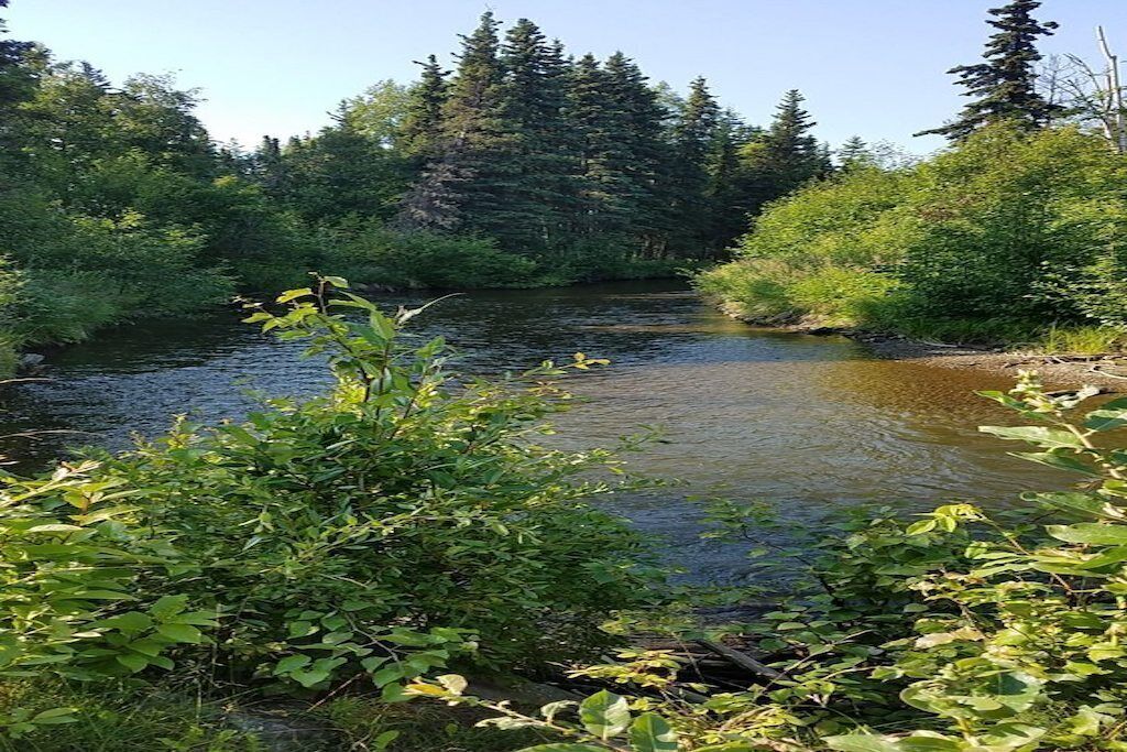 Un río rodeado de densa vegetación.