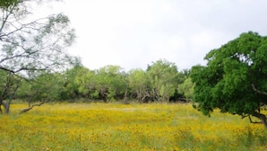 Een veld met gele bloemen en groene bomen.