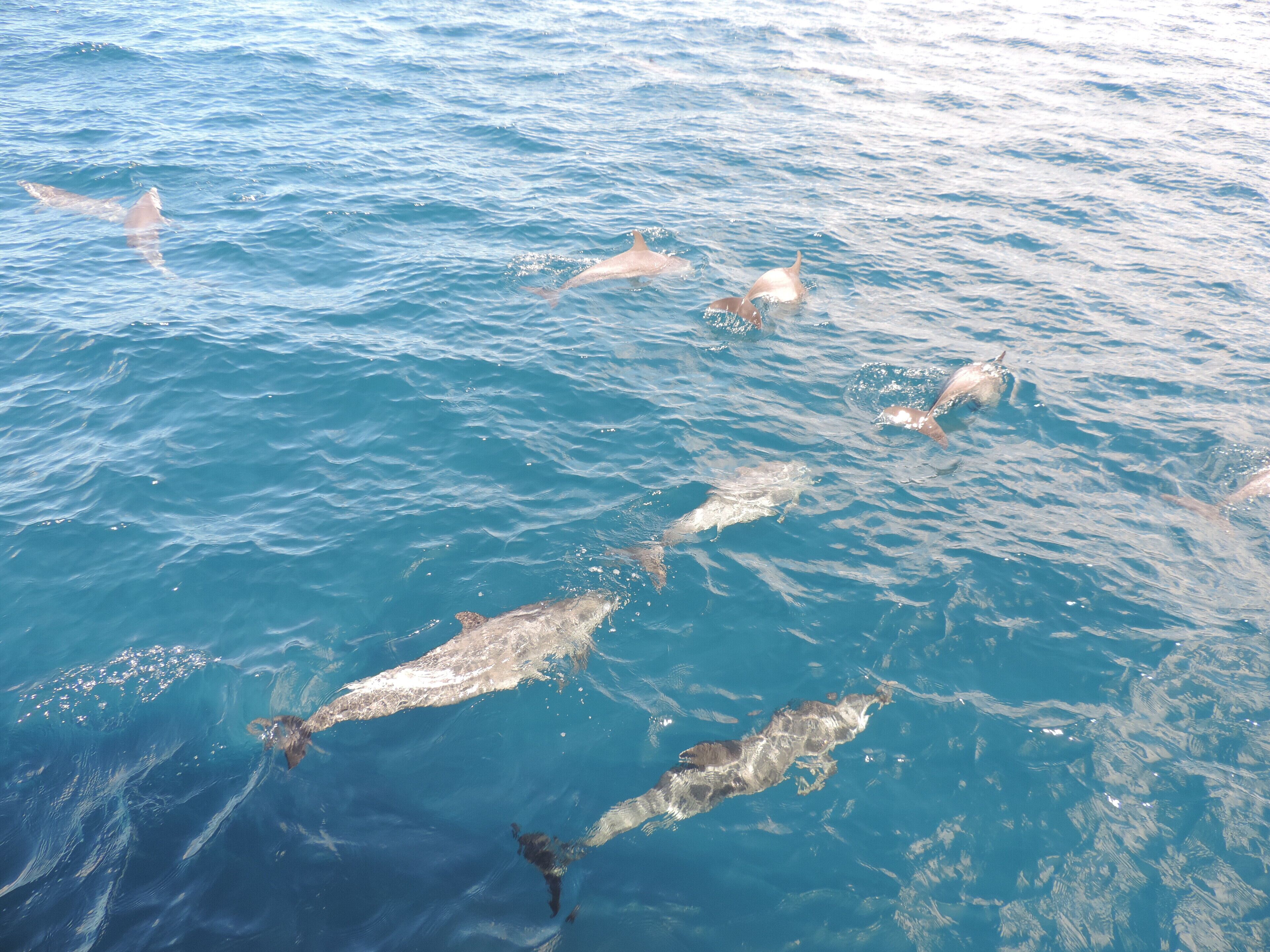 Un groupe de dauphins nageant dans l’océan.