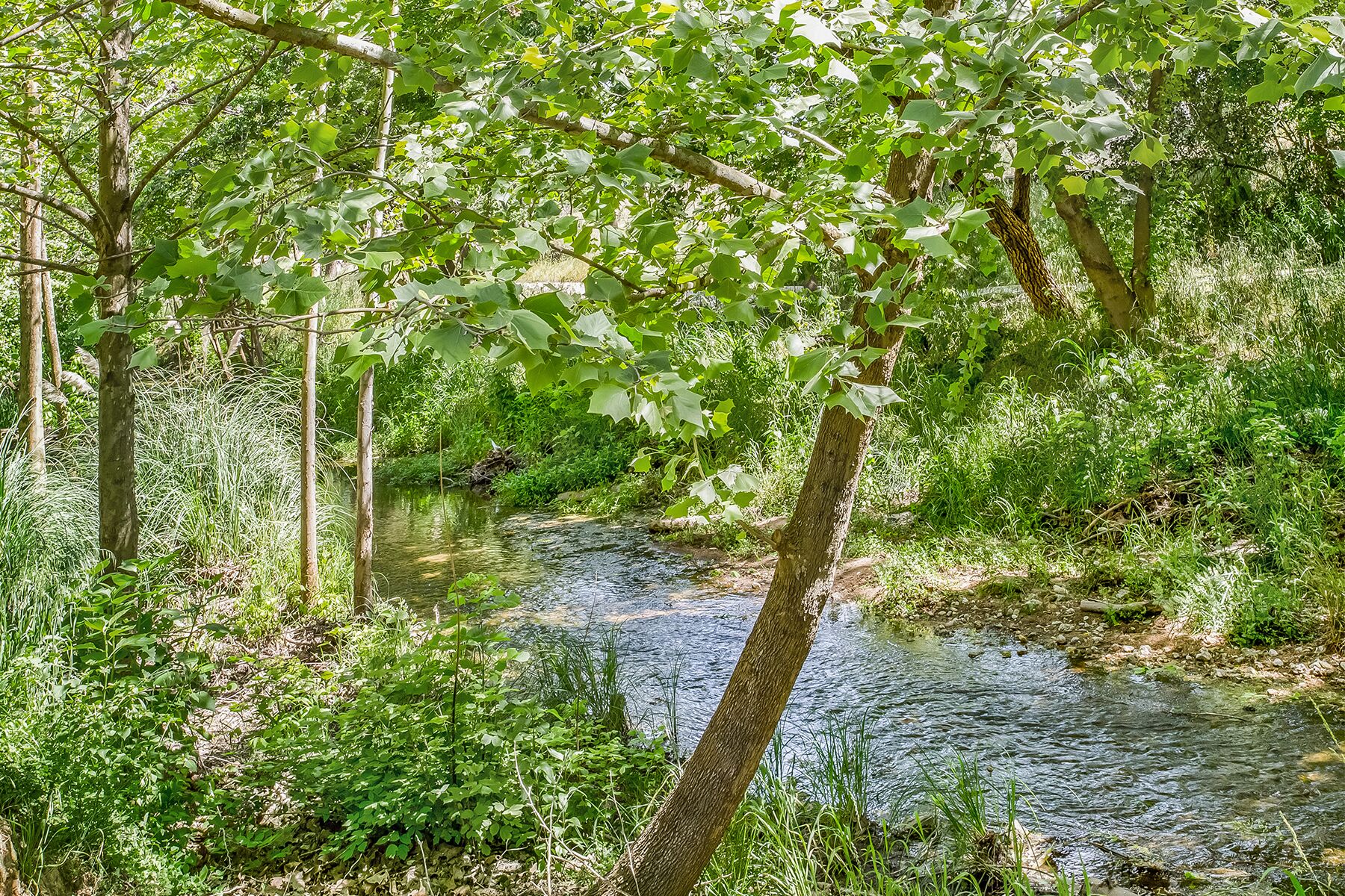 Entorno natural al aire libre con un arroyo, rodeado de abundante vegetación y árboles.