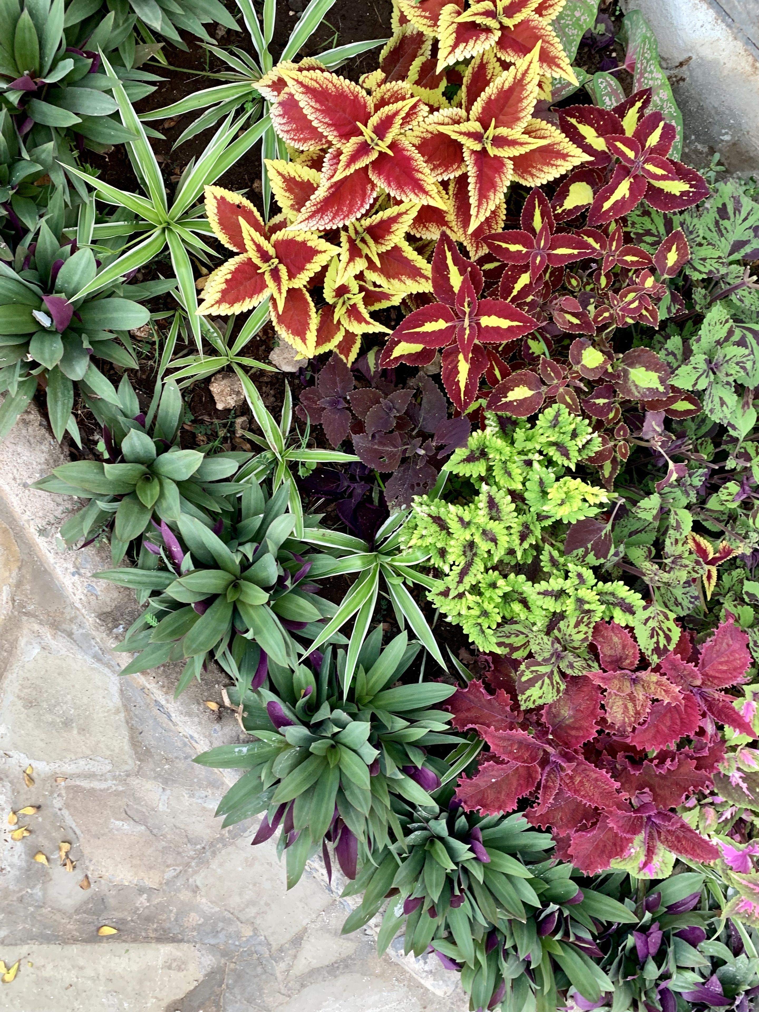 A variety of plants with different leaf colors and textures, arranged in a garden bed with a stone border.