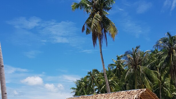 Eine Strandhütte mit einem Reetdach, gelegen an einem Sandstrand mit Palmen und einem wolkenlosen, blauen Himmel im Hintergrund.