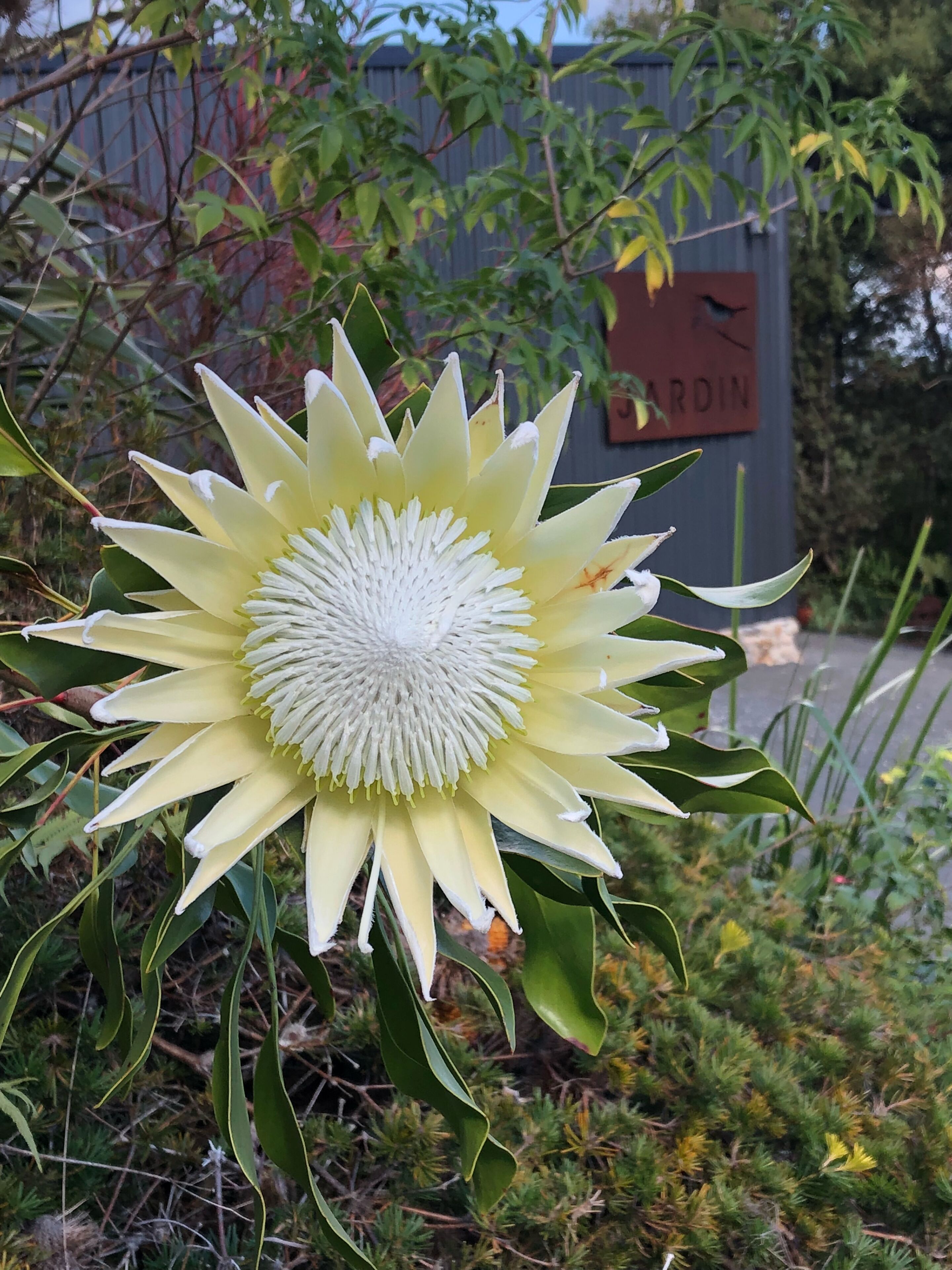 Jardin: Your Peaceful Garden Escape in Gold Coast Hinterland — image 26