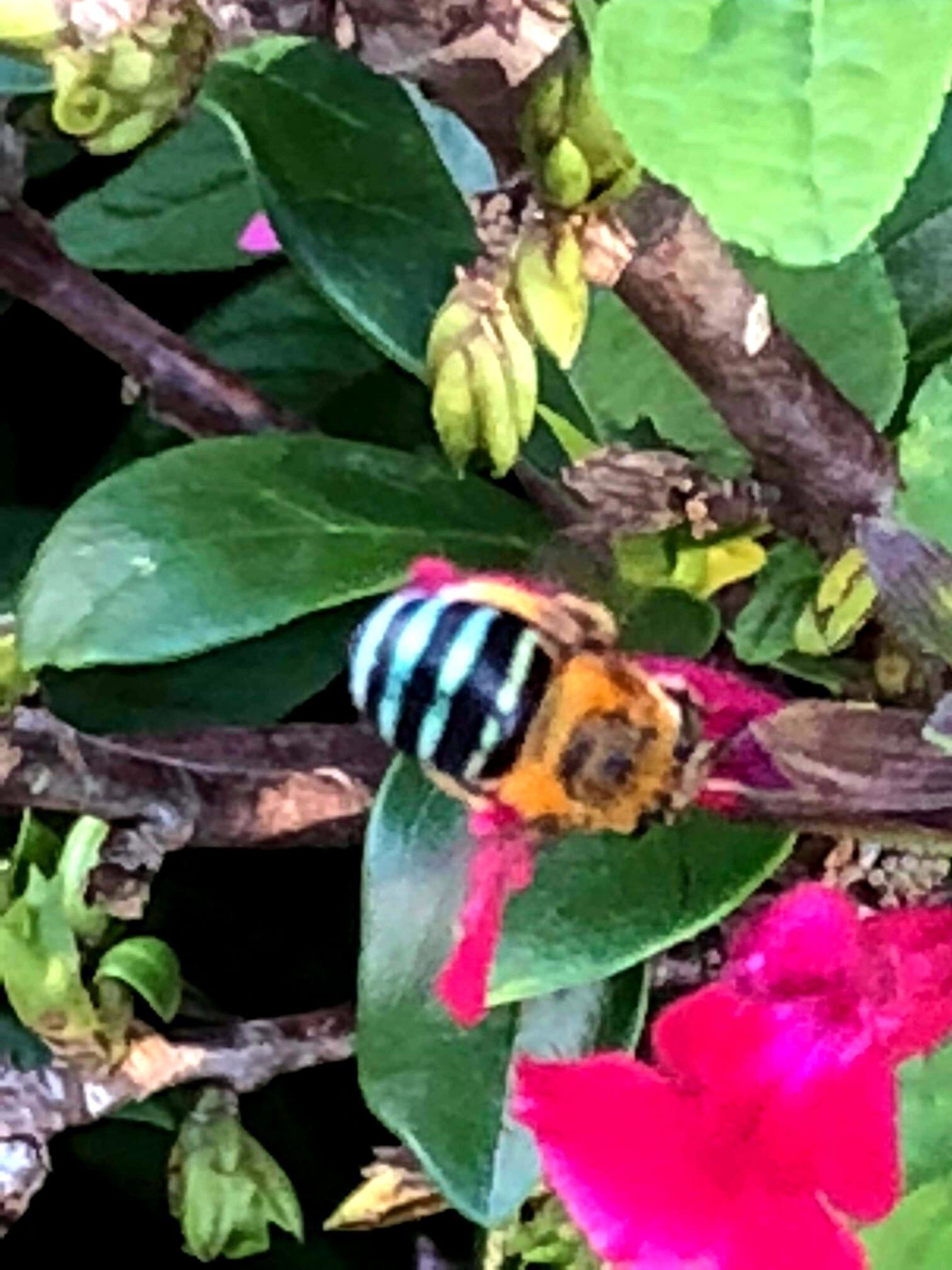 Jardin: Your Peaceful Garden Escape in Gold Coast Hinterland — image 29