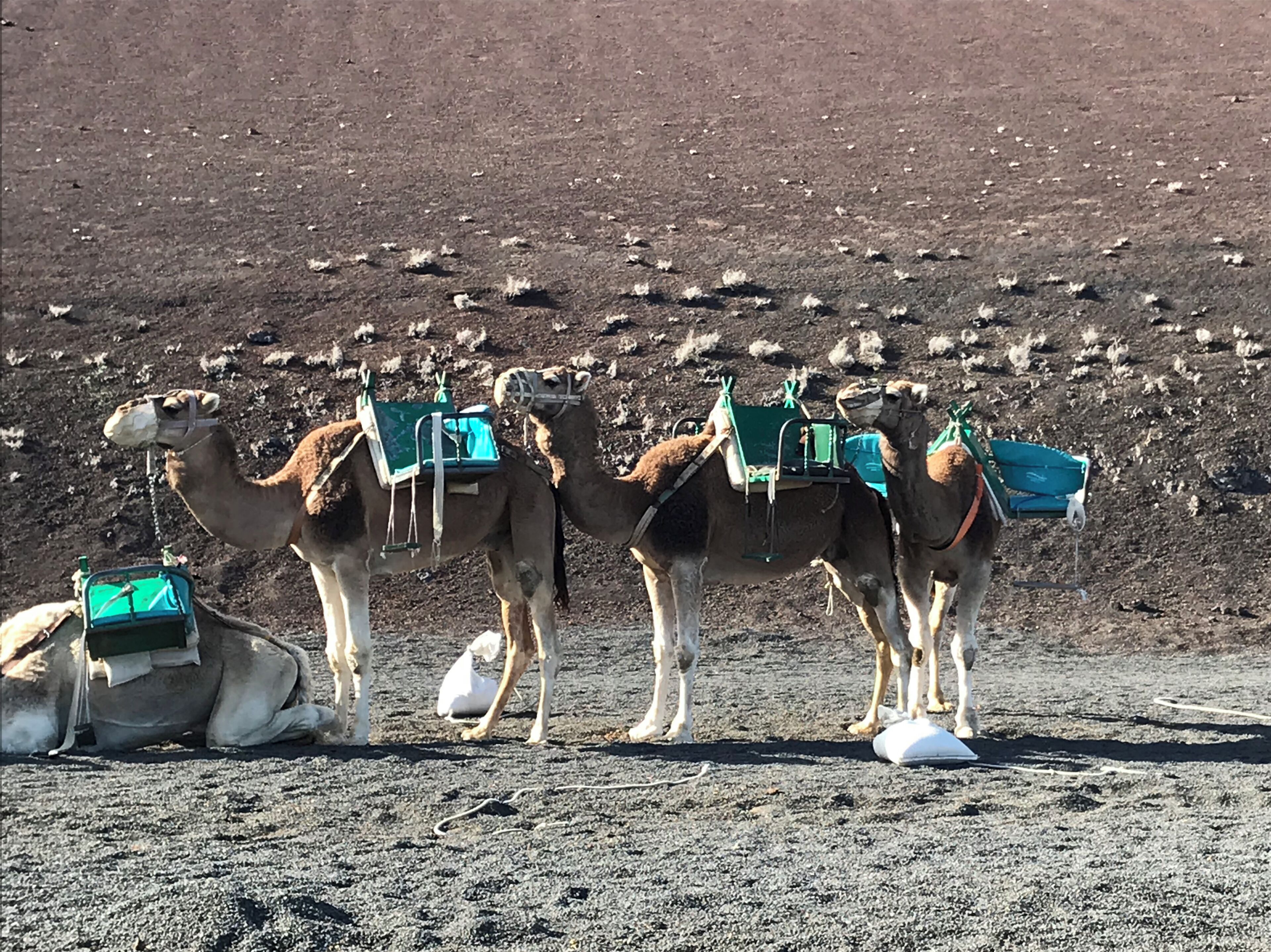 Camels with saddles and packs on a barren terrain.