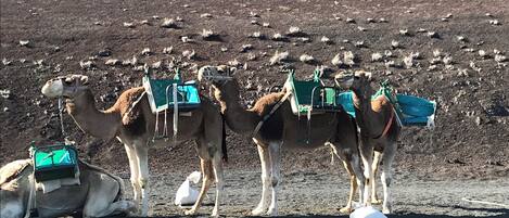 Camels with saddles and packs on a barren terrain.