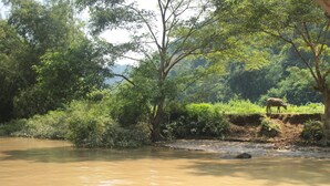 A river with a muddy water surface, surrounded by dense greenery and trees. - Tran Xuan Homestay - Hostel (Ba Be)