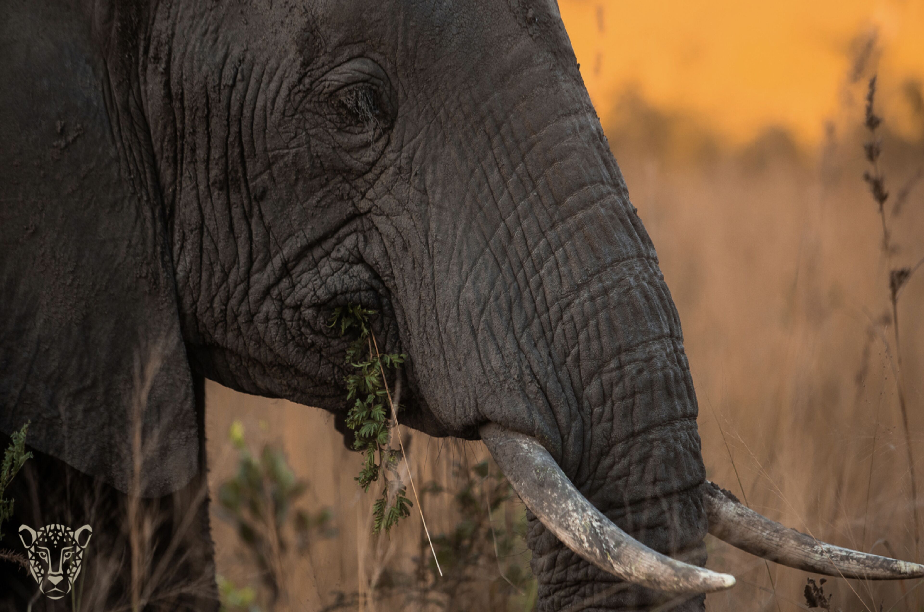 A close-up of an elephant's face with tusks, set against a natural background.