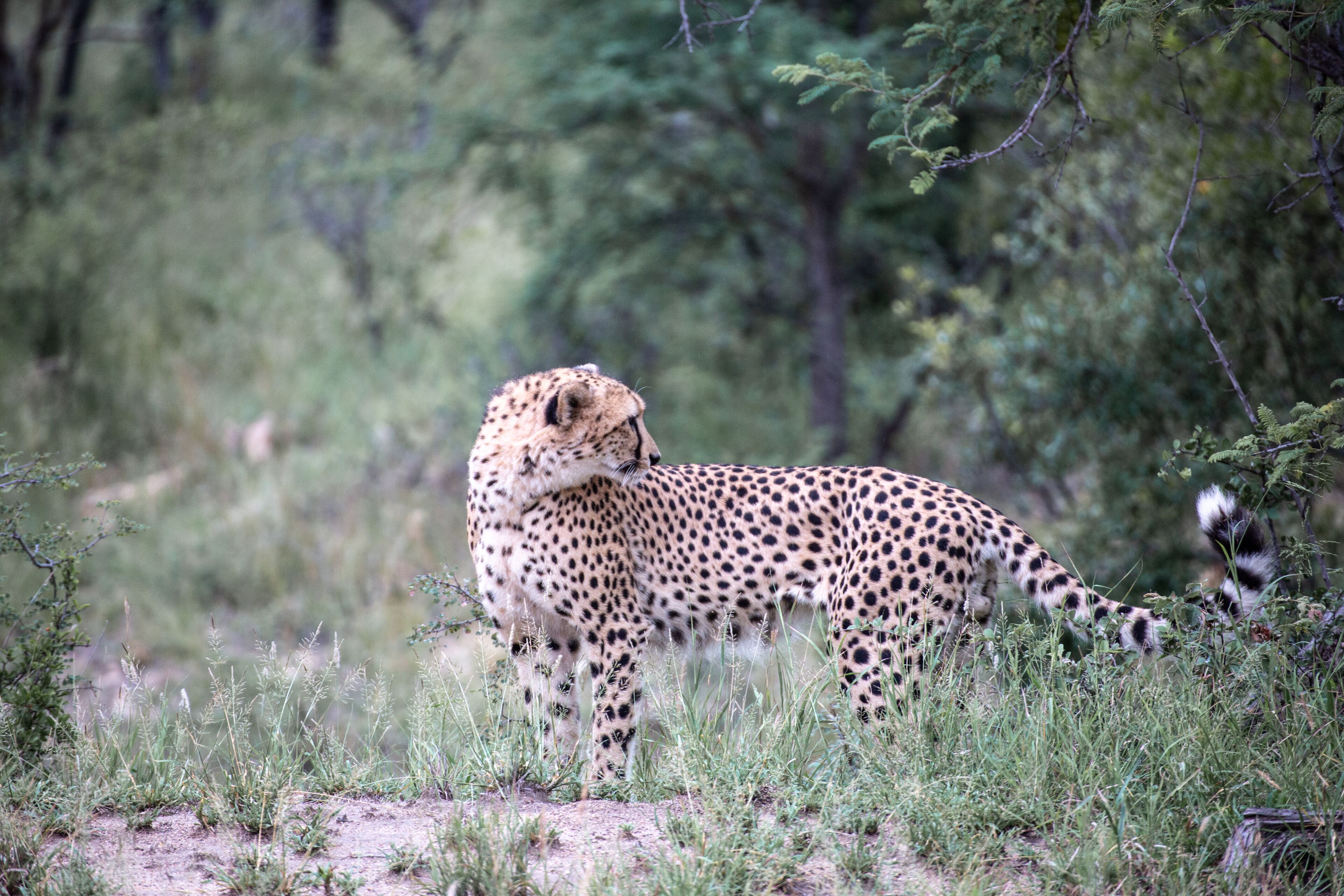 Un guépard dans son environnement naturel, au milieu de l’herbe et des arbres.