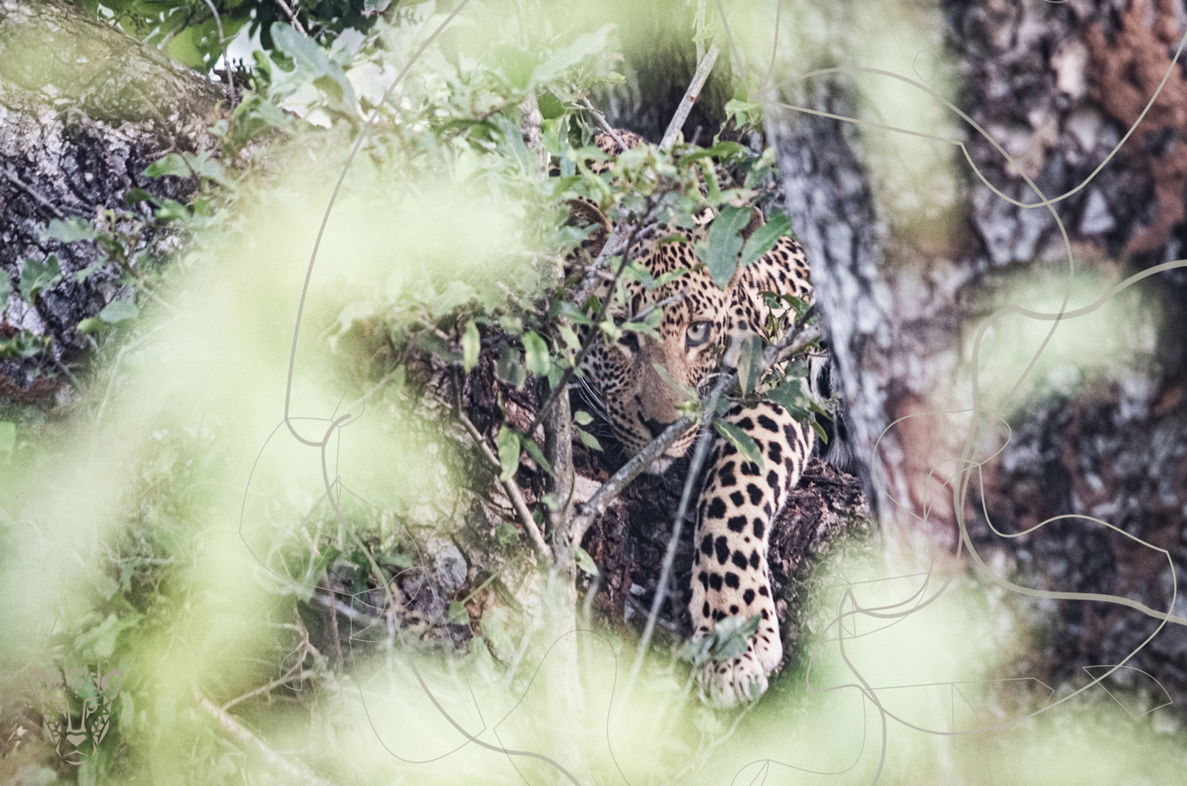 Un leopardo parcialmente oculto entre follaje y ramas.