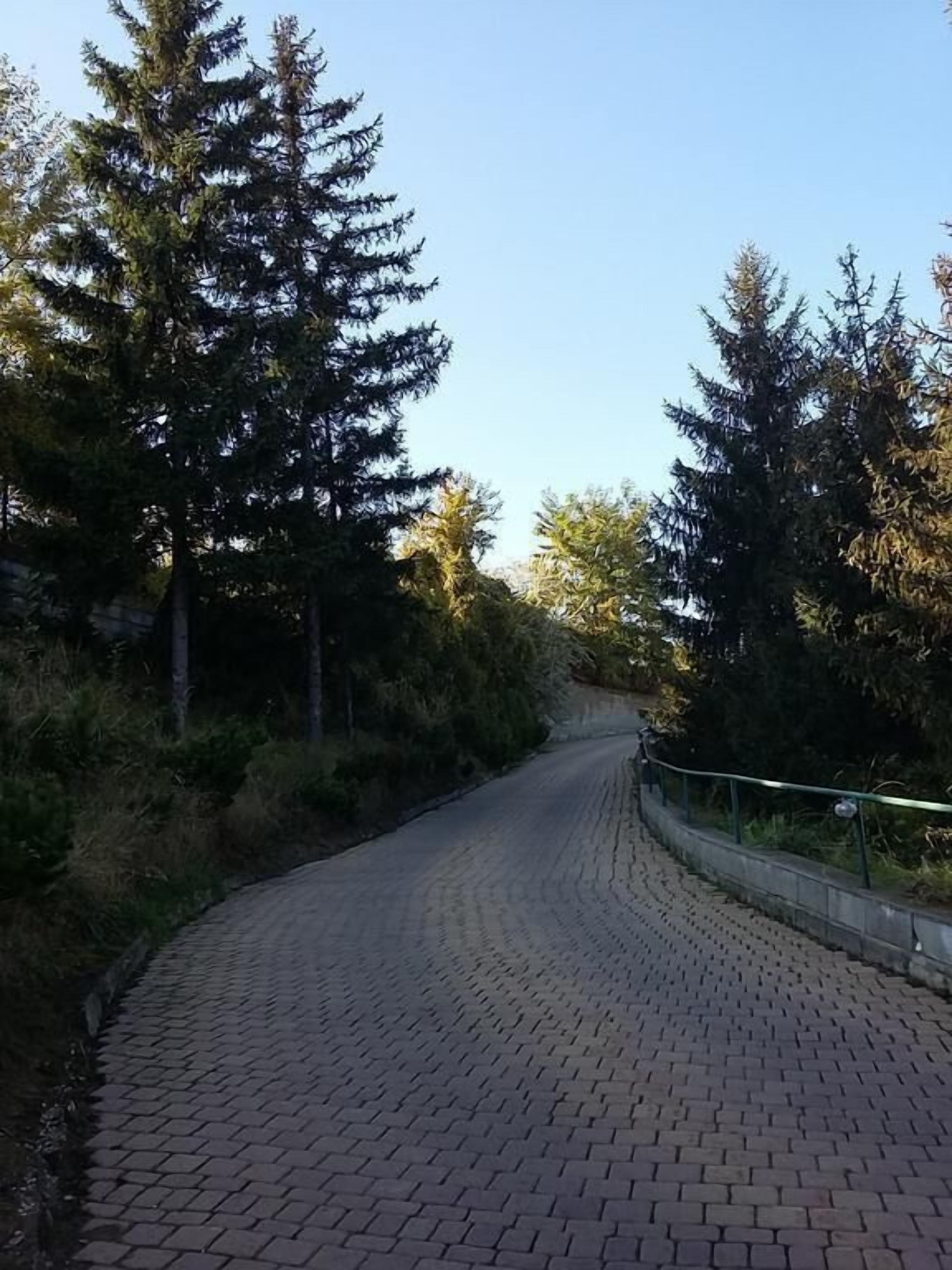 A paved pathway flanked by tall evergreen trees, leading into a forested area.