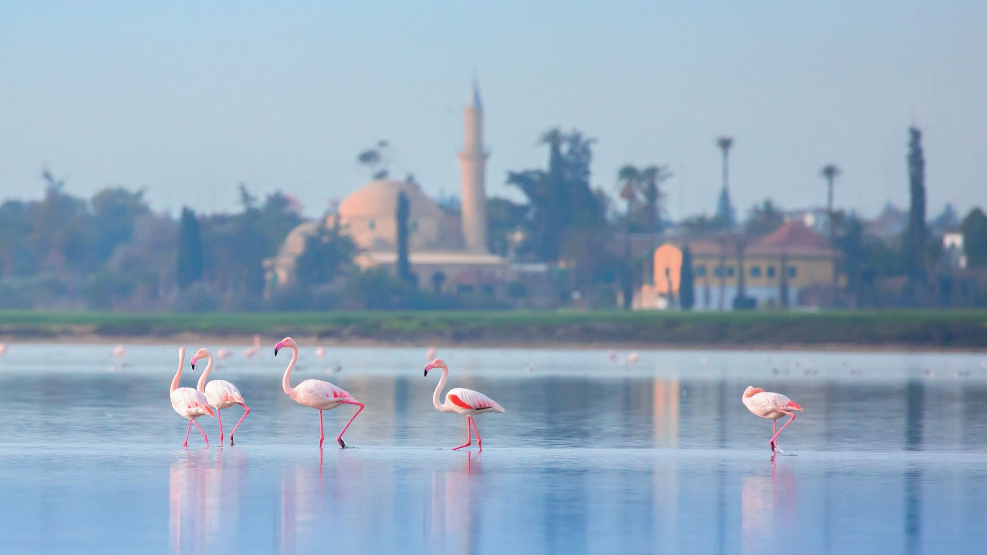 Foto - Hotel Indigo Larnaca by IHG
