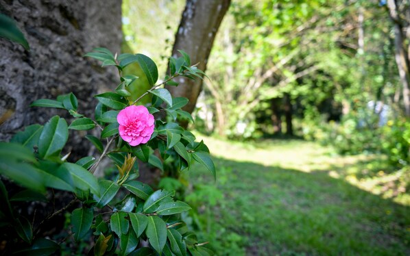 Una flor rosa en un jardín verde exuberante, con el tronco de un árbol al fondo.