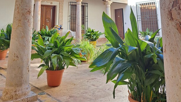 Un patio con un edificio blanco, columnas, plantas en macetas y un tejado de baldosas.