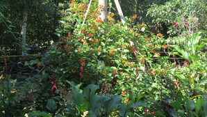 A garden with various plants and flowers, including red and orange blooms, and a wooden trellis structure. - Praia da Crioula (Vargem Bonita)