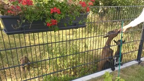 A fenced area with a planter box containing red flowers and a small green plant. - L'Attrap'Reves (Ergersheim)