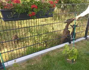 Chambre Double (Gretel) | Terrasse/Patio