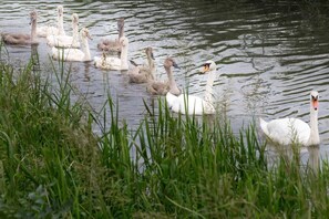 A group of swans and ducklings in a body of water surrounded by grass. - L'Attrap'Reves (Ergersheim)
