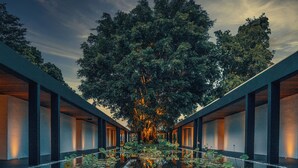 Een modern gebouw met een grote boom in het midden, omringd door een reflecterend waterpartij met lotusbloemen.