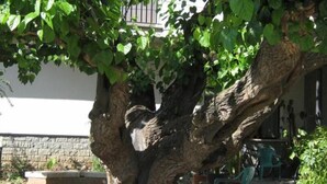 Un árbol con un tronco grueso y follaje denso en un patio con una pared de piedra, una planta en maceta y una silla verde.
