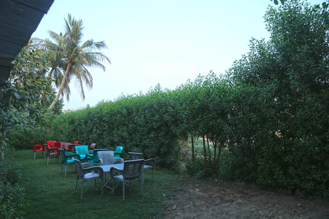 An outdoor seating area with plastic chairs and tables, surrounded by dense greenery and a palm tree.