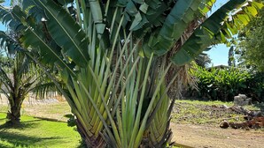 A large, lush plant with broad leaves, surrounded by a well-maintained grassy area. - Yoga Dreams Negril (Negril)