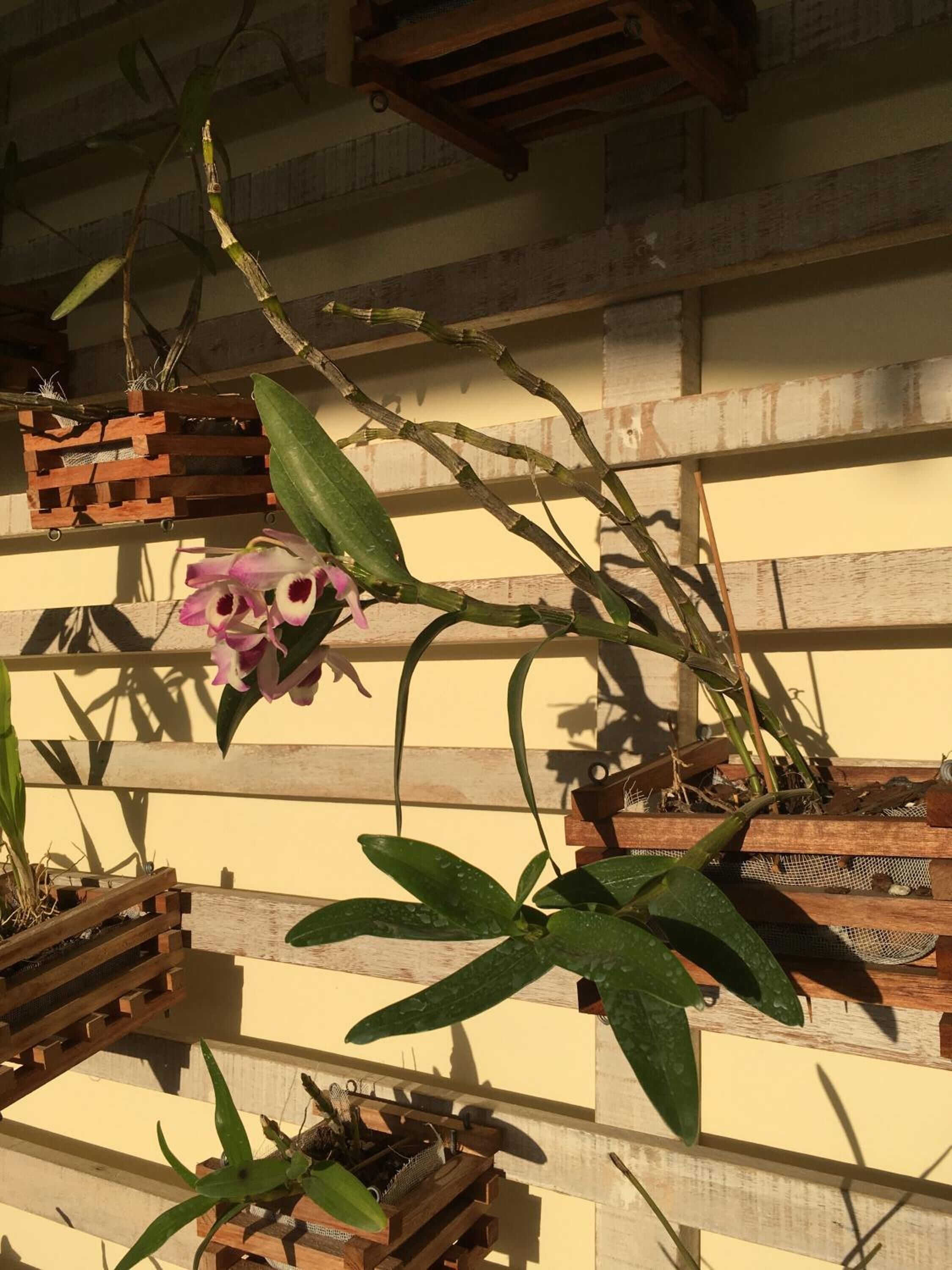 Estrutura de madeira com plantas, incluindo orquídeas, em frente a uma parede amarela.