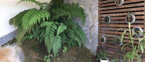 A stone wall with ferns and a wooden slatted wall with potted plants.