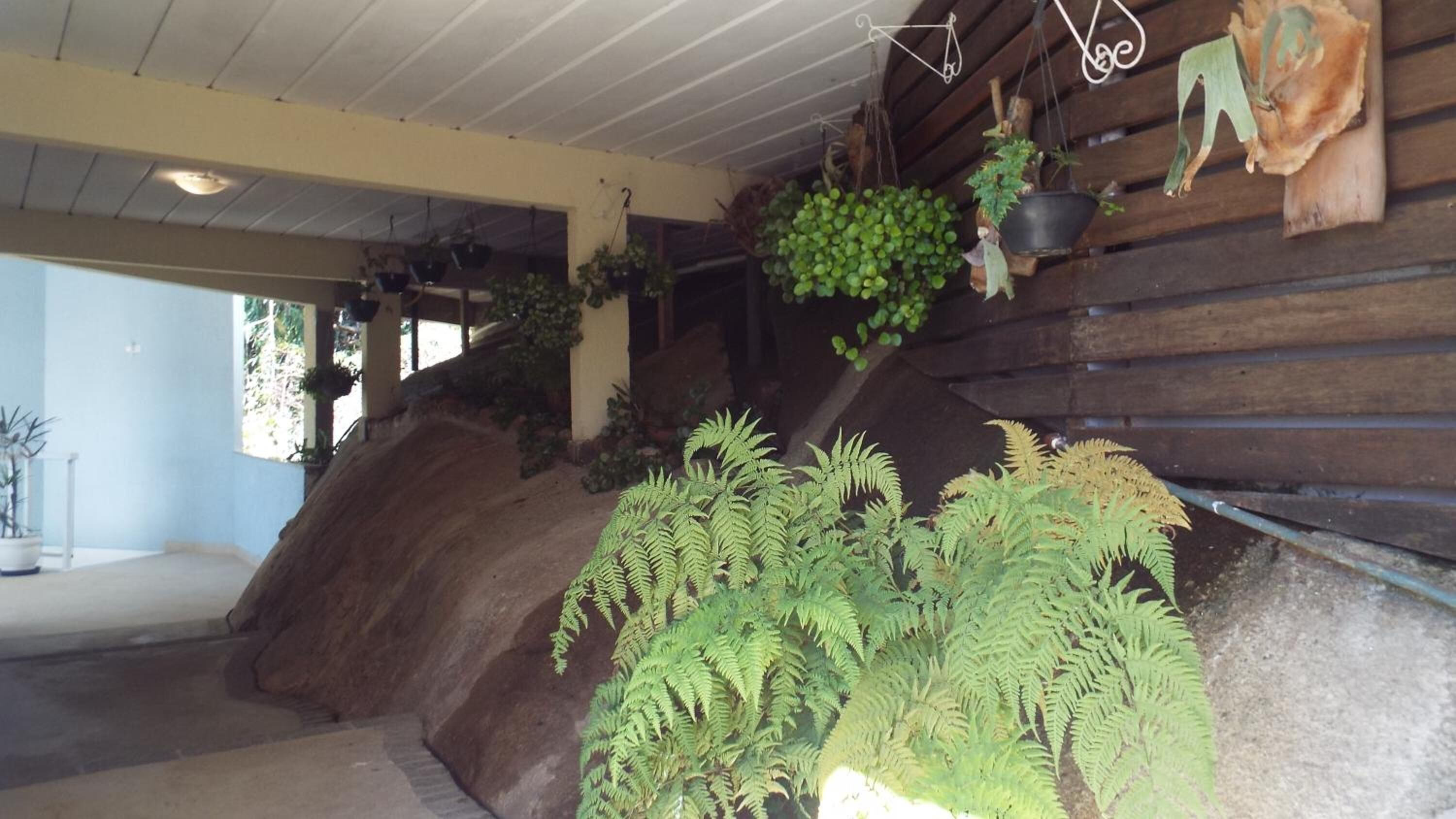 A room with a wooden sloped ceiling, hanging plants, and a large fern plant in the foreground.