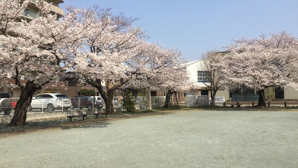 A parking area with cherry blossom trees, a building, and a fence. - Heart Hostel and Diner (Ise)