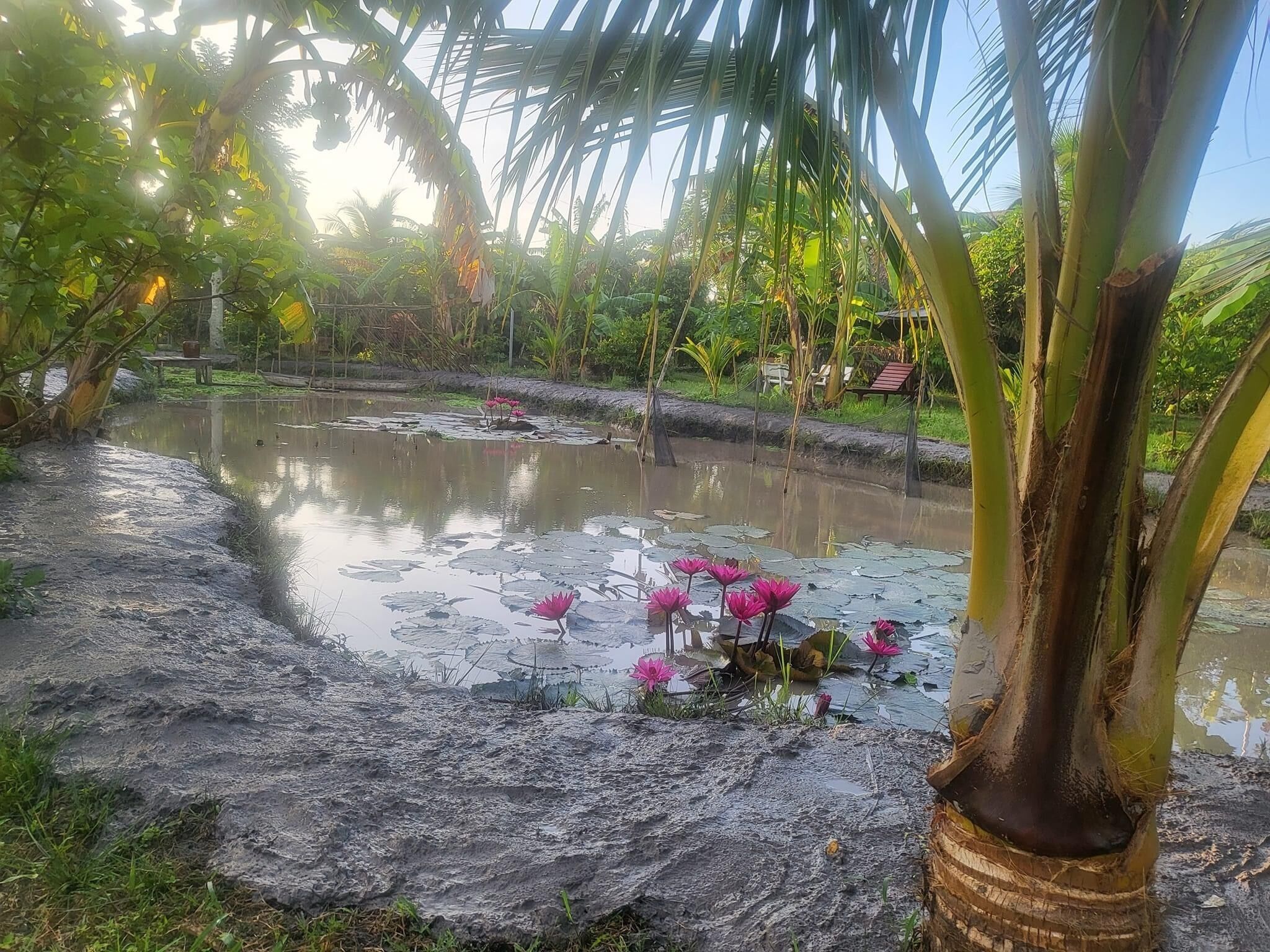 A serene pond with lotus flowers and palm trees.