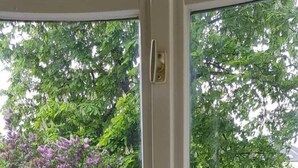 A window with a view of a garden, a white bust sculpture, and a vase with pink flowers. - Hotel Villa Lalee (Dresden)