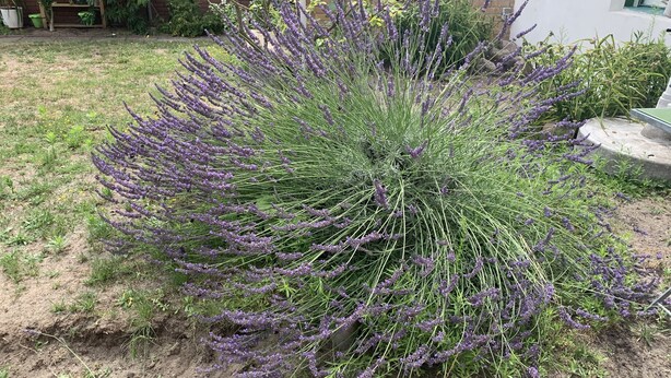 A garden with a variety of plants, including lavender. - Pension Scheffler (Potsdam)