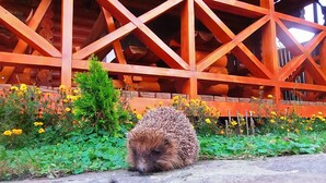 Siili kivipinnalla, taustalla puinen rakenne ja keltaisia kukkia.