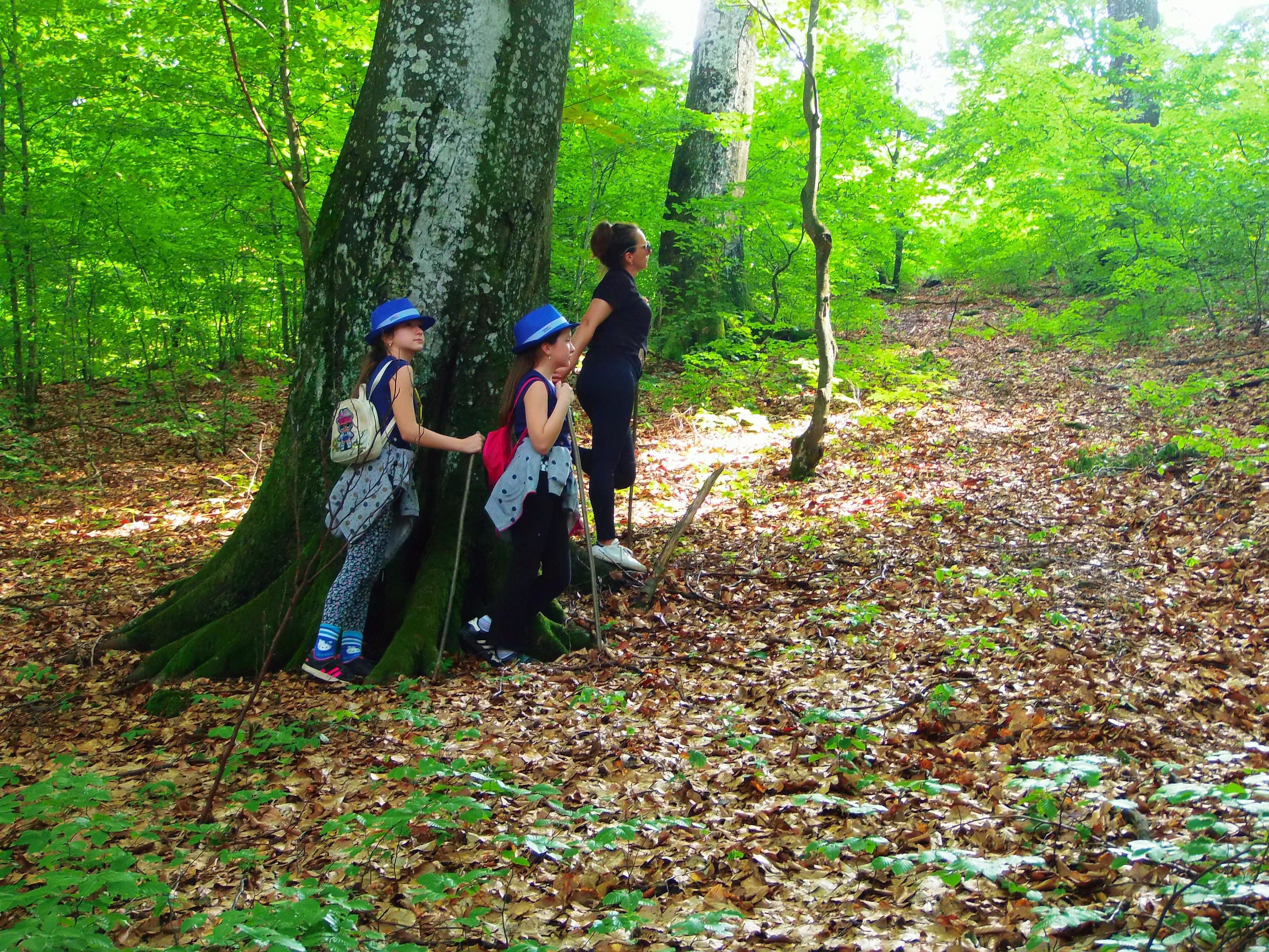 A forested area with a dirt path.