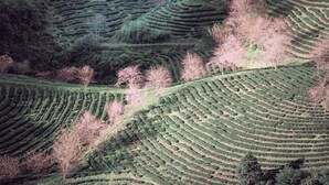 Terraced agricultural fields with trees and a hilly landscape. - Greenland Sa Pa Hotel by DLMH (Sa Pa)