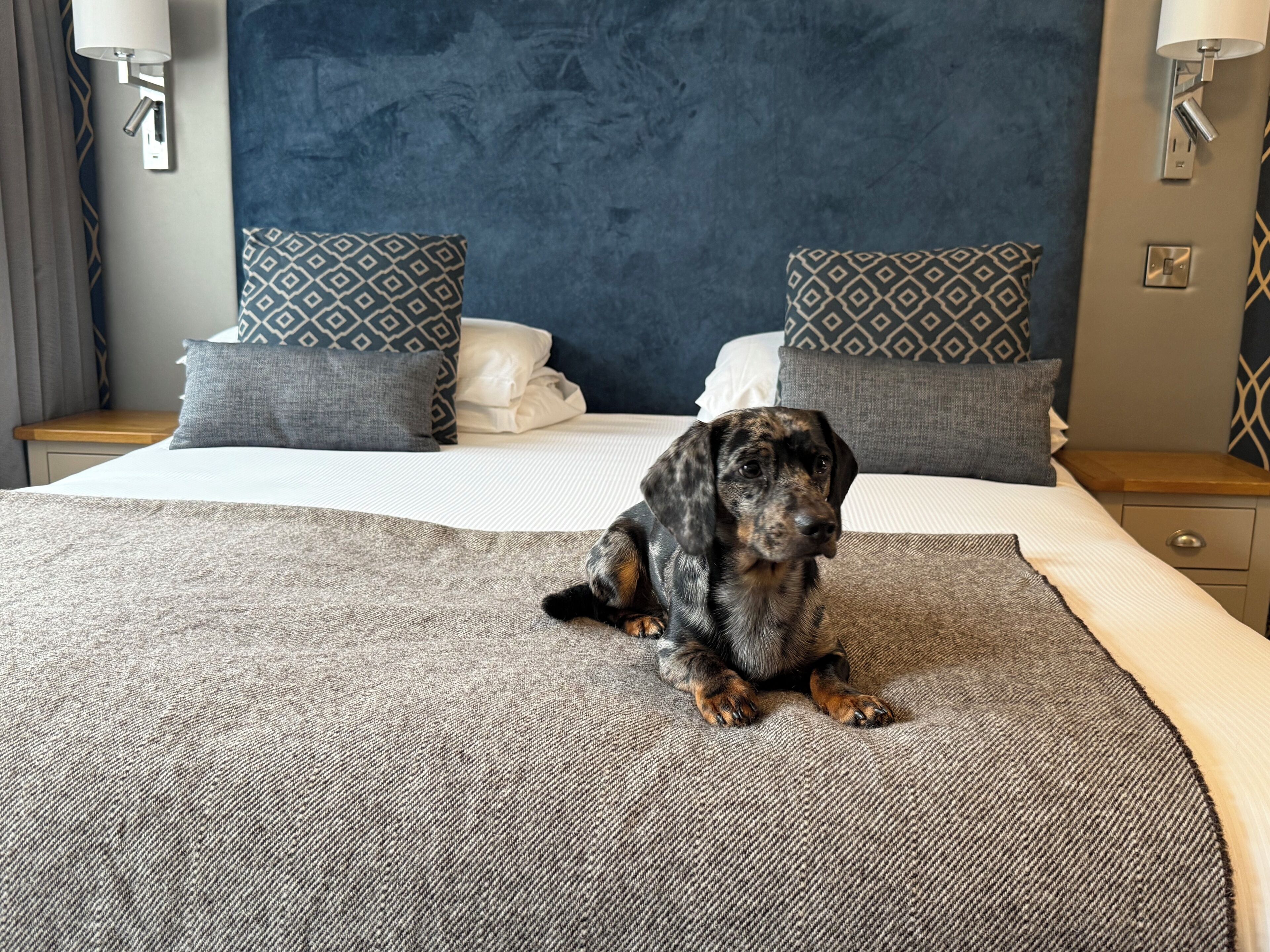 Un perro sentado sobre una cama con almohadas estampadas y una manta texturizada.