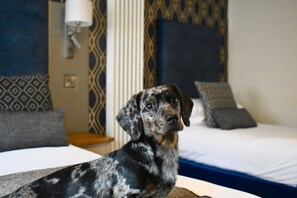 Animaux de compagnie acceptés
